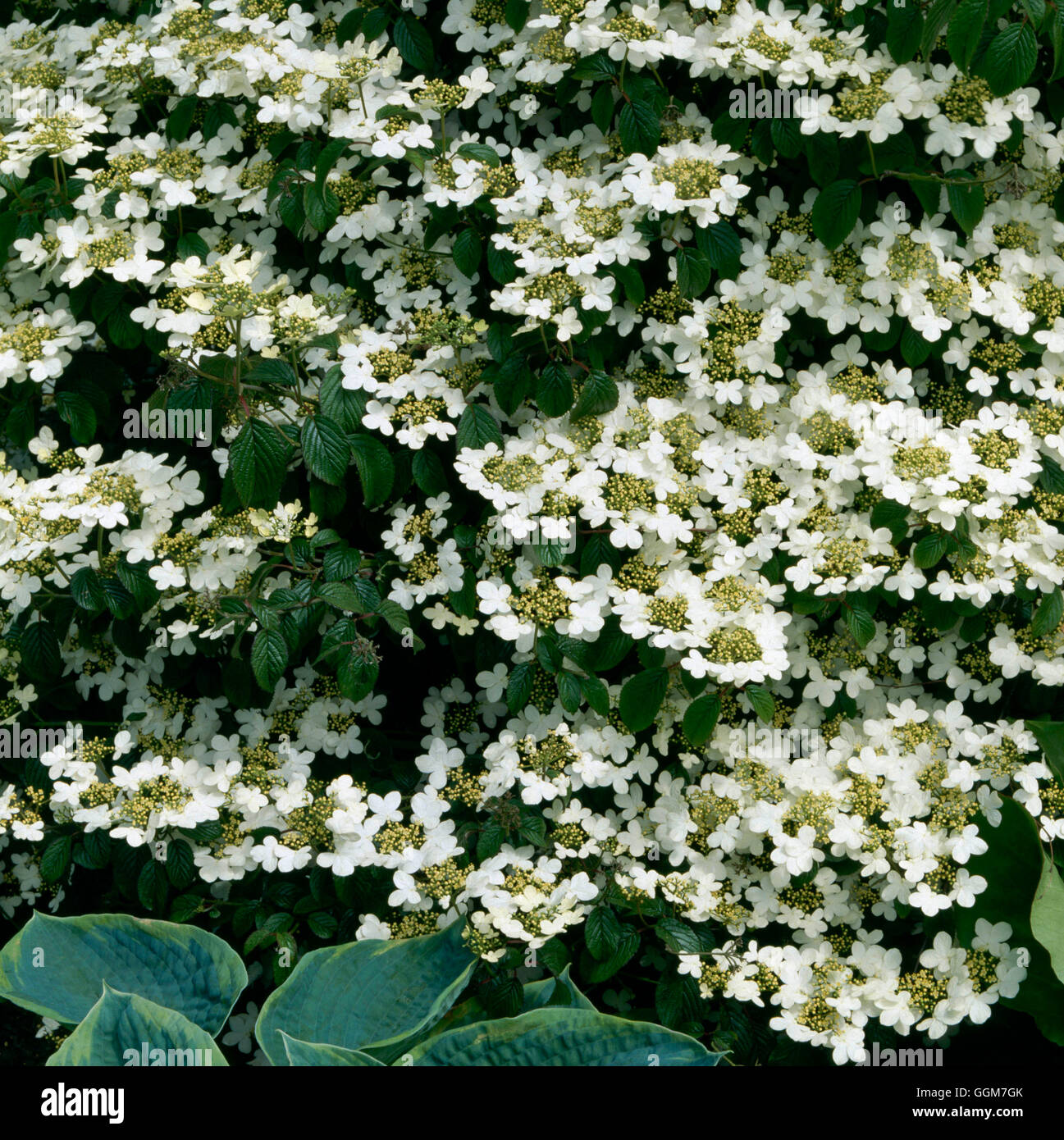 Viburnum plicatum - `Nanum Semperflorens' (Syn V.p. `Watanabe')   TRS031110 Stock Photo
